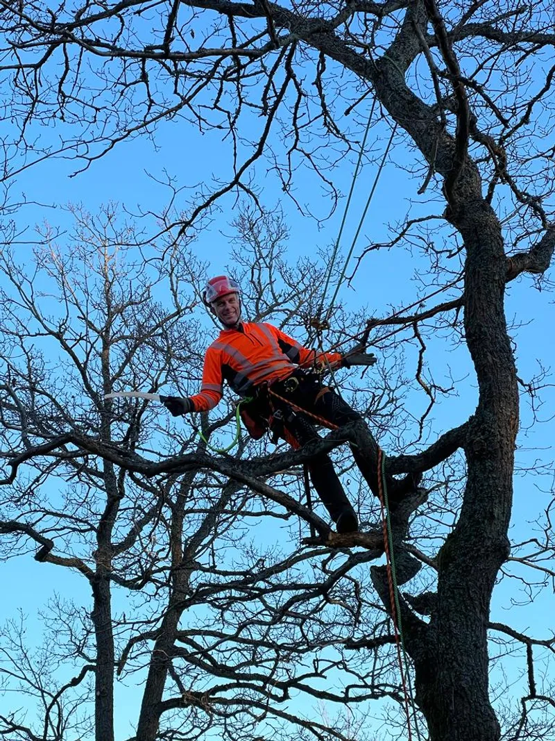 Certifierad arborist klättrar i ett träd med rep och sele
