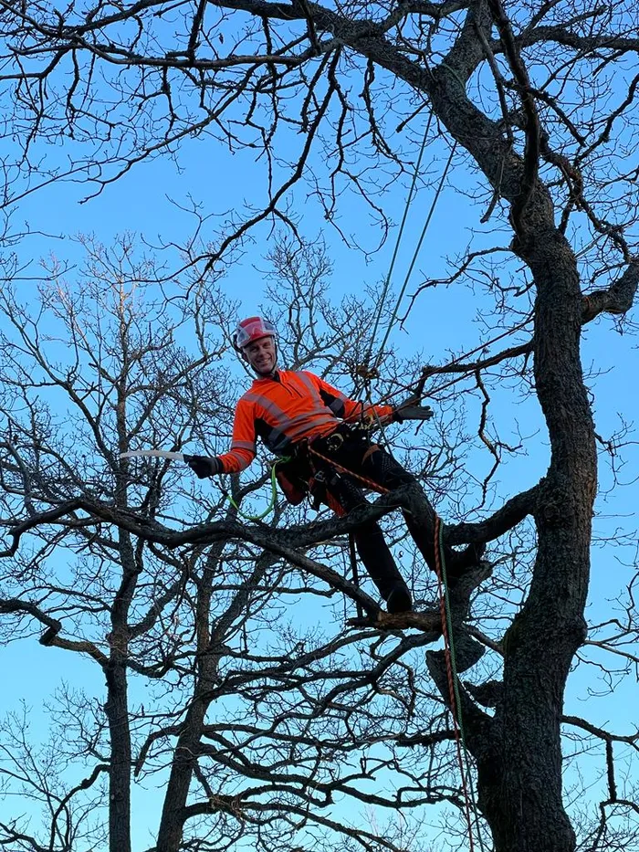 Arborist klättrar med rep och sele högt upp i en trädkrona