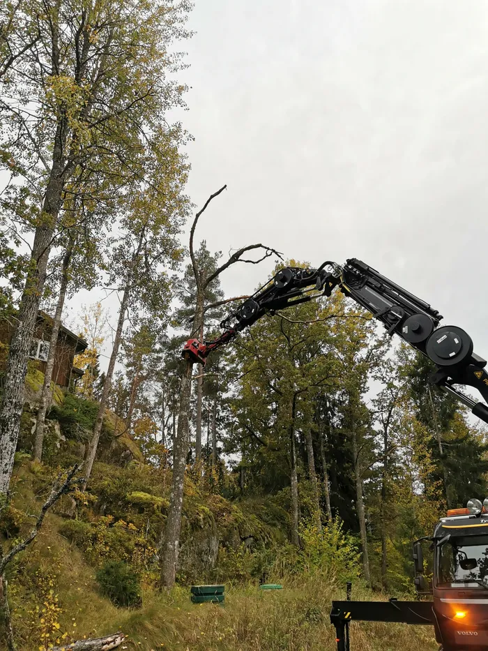 Arborist sektionsfäller ett träd nära ett bostadshus
