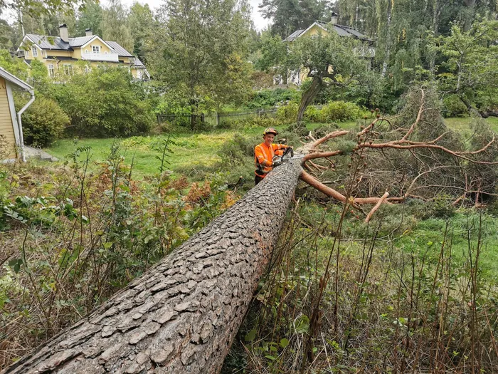 Kontrollerad markfällning av träd på öppen yta