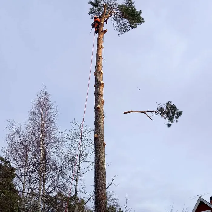 Hög tall fälls i sektioner av klättrande arborist