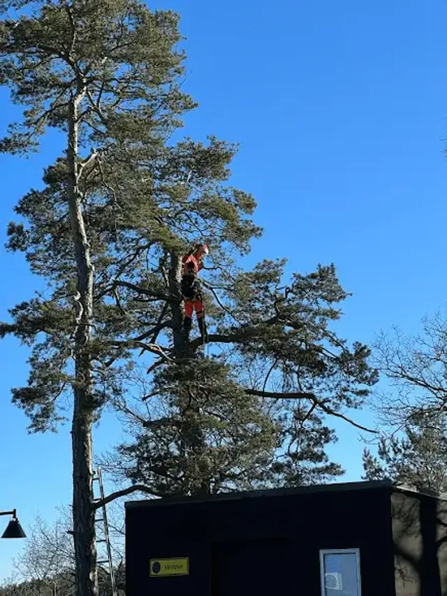 Beskärning av trädkrona med handsåg