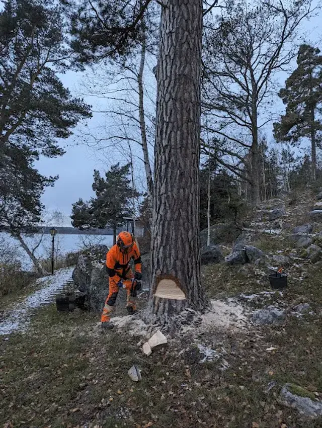 Arborist fäller ett stort träd i en villaträdgård i Helsingborg